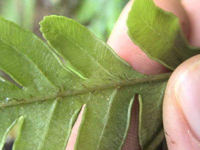 Pteris carsei, photographed by Paul Bell-Butler