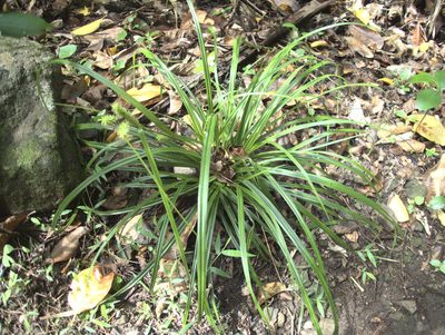 Carex forsteri, photographed by Paul Bell-Butler