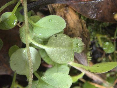 Myosotis spatulata, photographed by Paul Bell-Butler