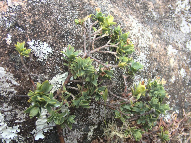 Pimelea acra, photographed by Paul Bell-Butler