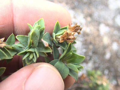 Pimelea acra, photographed by Paul Bell-Butler