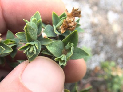 Pimelea acra, photographed by Paul Bell-Butler