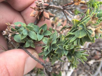 Pimelea acra, photographed by Paul Bell-Butler