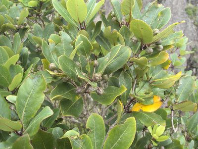 Pittosporum umbellatum, photographed by Paul Bell-Butler