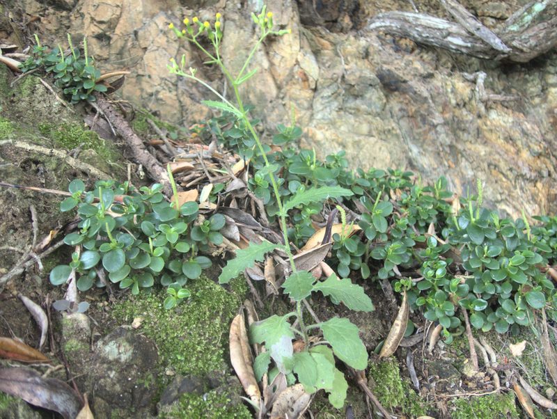 Senecio scaberulus, photographed by Paul Bell-Butler