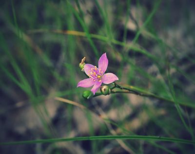 Phemeranthus rugospermus, photographed by aarongunnar