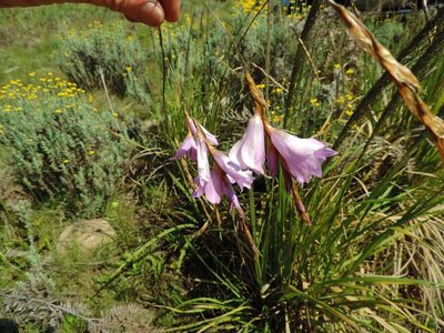 Dierama inyangense, photographed by i_c_riddell