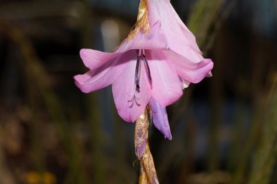 Dierama inyangense, photographed by i_c_riddell