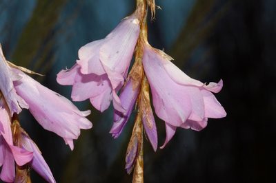 Dierama inyangense, photographed by i_c_riddell