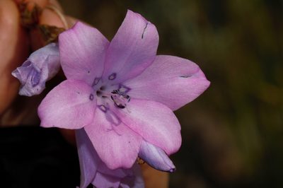 Dierama inyangense, photographed by i_c_riddell