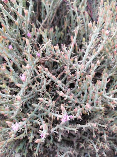 Mesembryanthemum junceum, photographed by Danie Palm