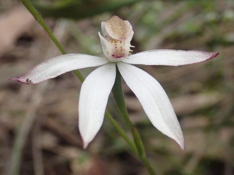Caladenia moschata, photographed by Eileen Laidlaw