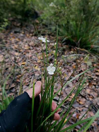 Libertia mooreae, photographed by Duncan Cunningham
