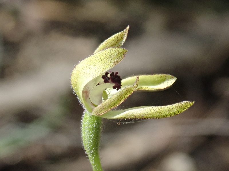 Caladenia transitoria, photographed by Eileen Laidlaw