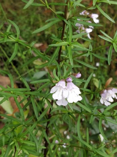 Prostanthera linearis, photographed by Will Cornwell