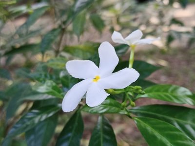 Tabernaemontana divaricata, photographed by Sabarni Sarker