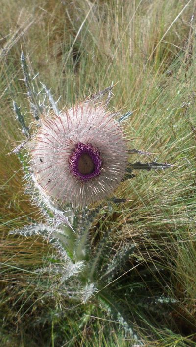 Cirsium nivale, photographed by Jose Antonio Aranda Pineda