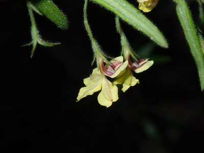 Goodenia heterophylla, photographed by Thomas Mesaglio