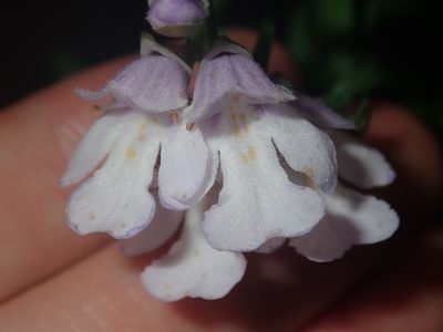 Prostanthera linearis, photographed by Thomas Mesaglio