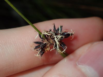 Schoenus melanostachys, photographed by Thomas Mesaglio
