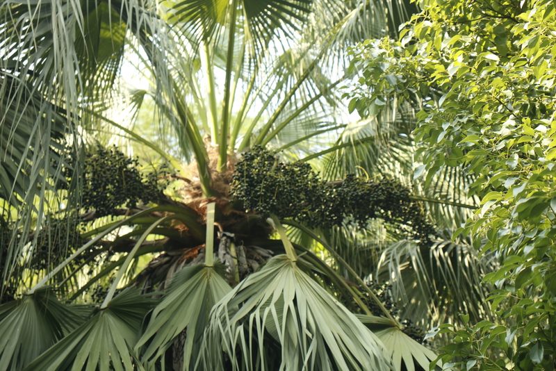 Livistona speciosa, photographed by Sabarni Sarker