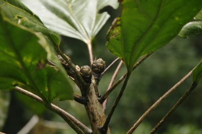 Oreopanax capitatus, photographed by Eric Knight