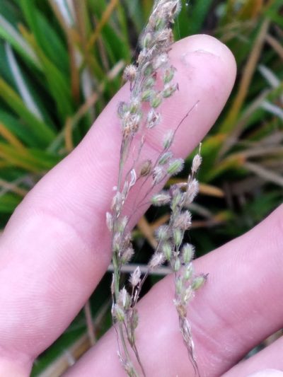 Anthenantia rufa, photographed by Scott Ward