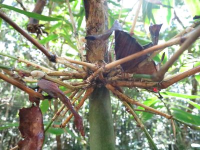 Cathariostachys madagascariensis, photographed by bat (Maria Vorontsova)