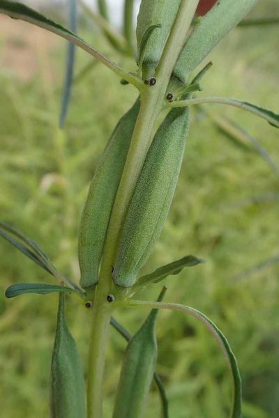 Sesamum alatum, photographed by Andrew Deacon