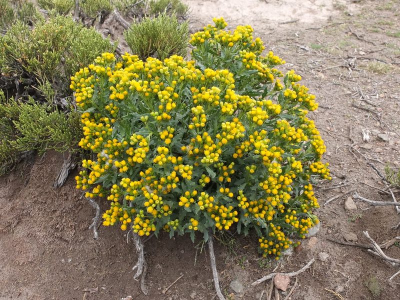 Senecio dryophyllus, photographed by Fabien Anthelme