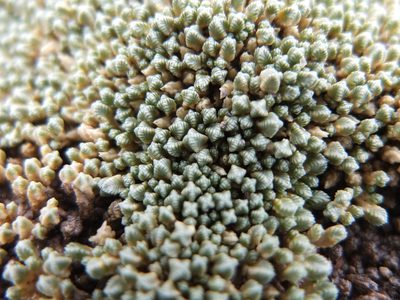 Pycnophyllum tetrastichum, photographed by Fabien Anthelme