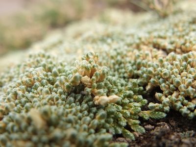 Pycnophyllum tetrastichum, photographed by Fabien Anthelme