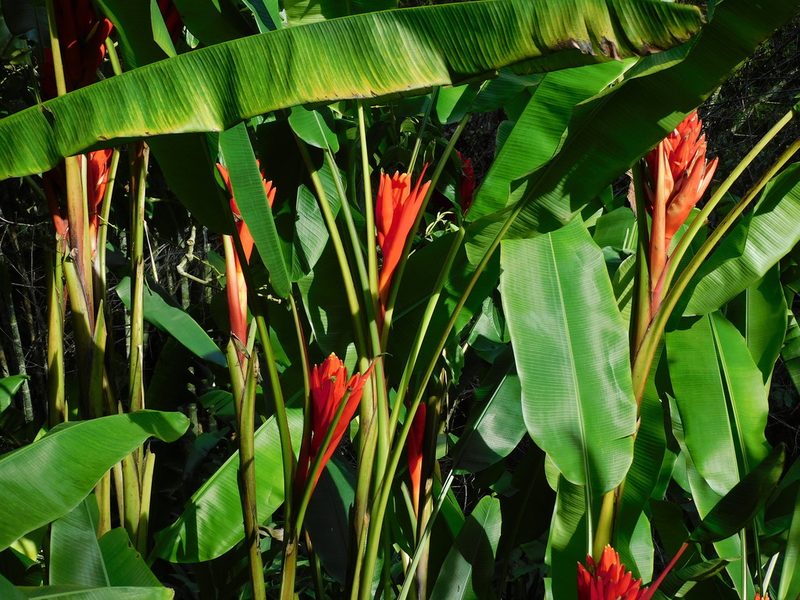 Musa coccinea, photographed by Álvaro Rivas Godin