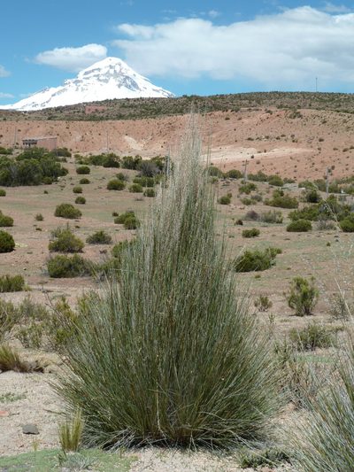 Festuca chrysophylla, photographed by Fabien Anthelme
