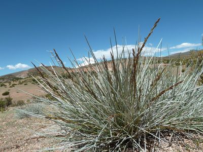 Festuca chrysophylla, photographed by Fabien Anthelme