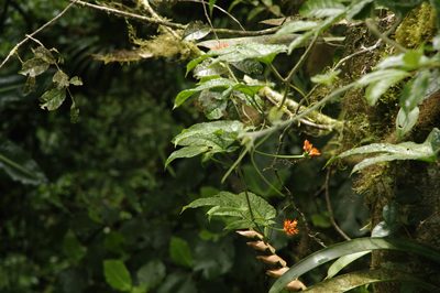 Gurania bignoniacea, photographed by Eric Knight