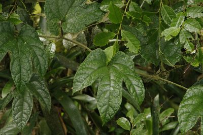 Gurania bignoniacea, photographed by Eric Knight