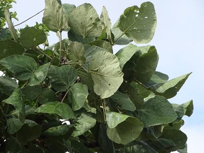 Erythrina latissima, photographed by Shaun Swanepoel