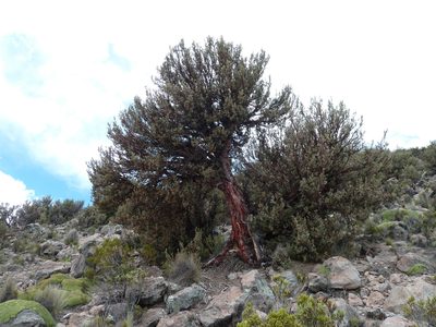 Polylepis tarapacana, photographed by Fabien Anthelme
