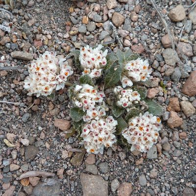 Gomphrena meyeniana, photographed by Fabien Anthelme
