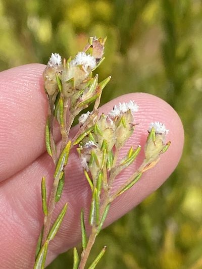 Phylica virgata, photographed by Dave U
