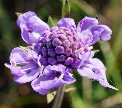 Scabiosa canescens, photographed by Patrick Hacker