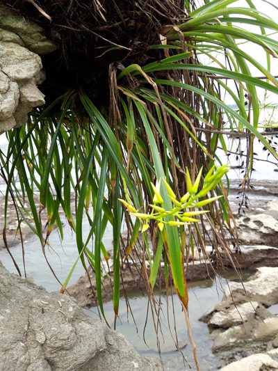 Pitcairnia halophila, photographed by keesgroenendijk