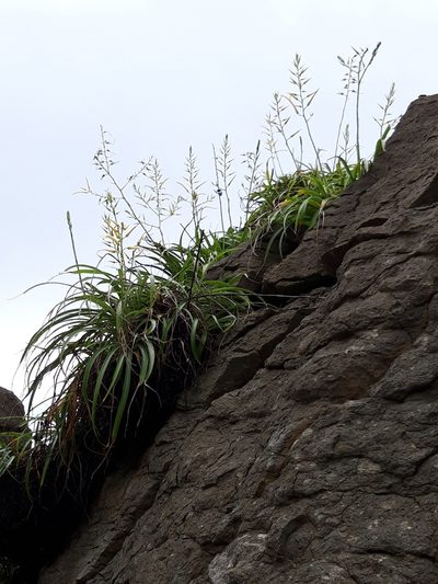 Pitcairnia halophila, photographed by keesgroenendijk