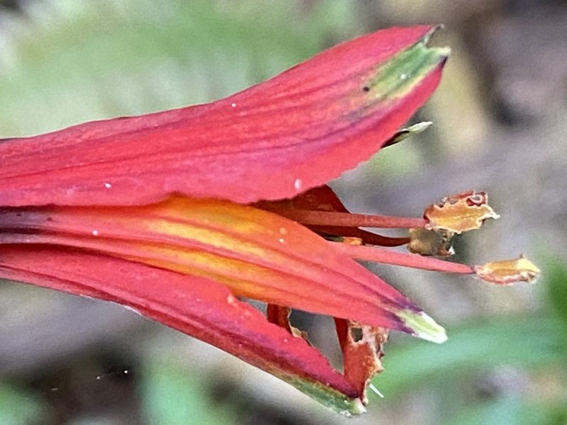 Alstroemeria cunha, photographed by Jean-Paul Boerekamps