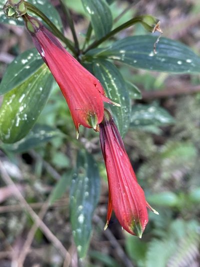 Alstroemeria cunha, photographed by Jean-Paul Boerekamps