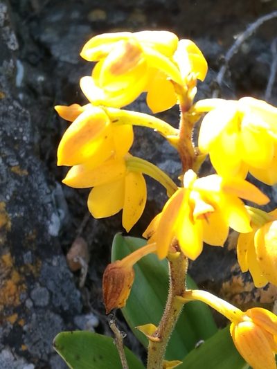 Polystachya pubescens, photographed by chrishorak