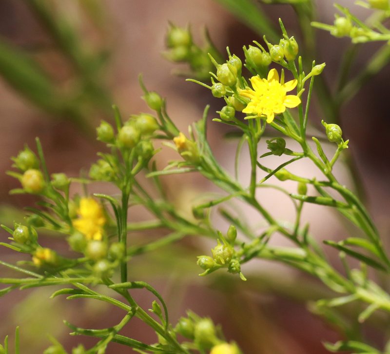 Gutierrezia dracunculoides, photographed by Catherine C. Galley