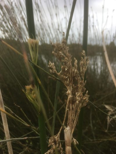 Juncus procerus, photographed by Mike Peters
