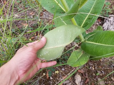 Asclepias lemmonii, photographed by Matt Muir